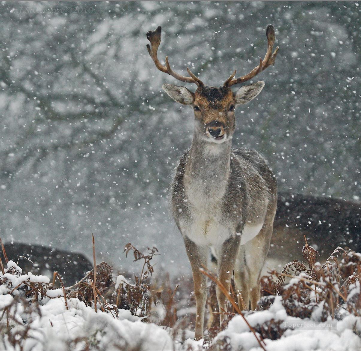 Snowy Fallow Deer Portrait Oil Paintings